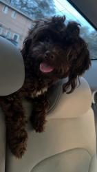 Lost Female Dog last seen Northfield rd Clarkwood parkway , Warrensville Heights, OH 44128