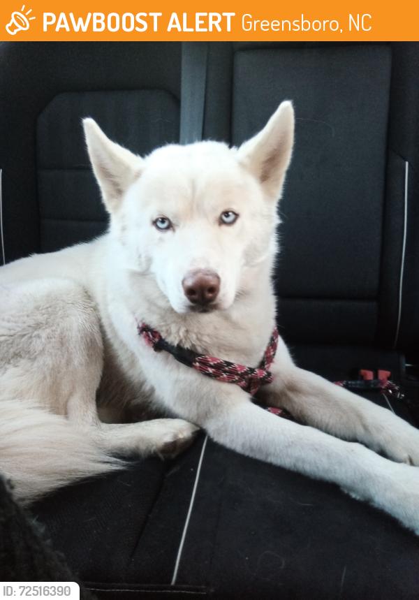 Found/Stray Male Dog last seen Near Fernhurst Way, Greensboro, NC 27406, Greensboro, NC 27406