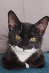 Lost Male Cat last seen Londis, Hall Green, England B28 8BU