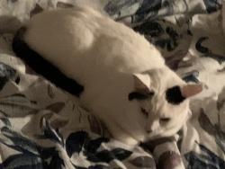 Lost Male Cat last seen Trajan Drive and Applewood Court, Orangevale, CA 95662