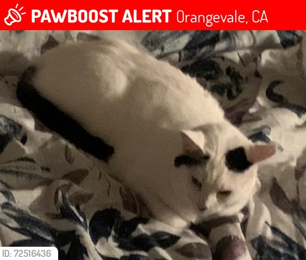 Lost Male Cat last seen Trajan Drive and Applewood Court, Orangevale, CA 95662