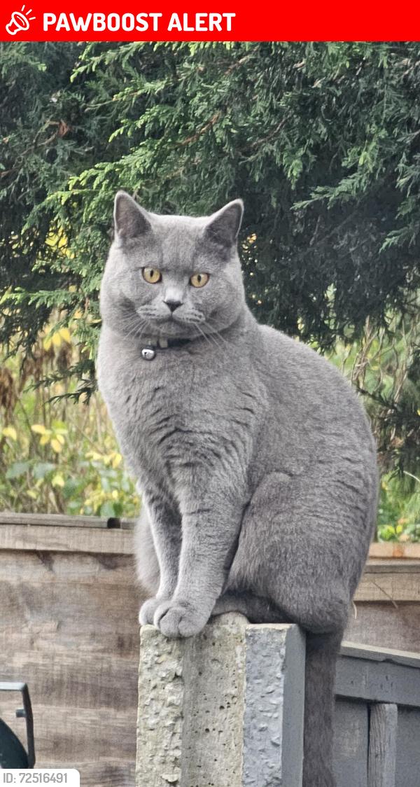 Lost Male Cat last seen Vicarage Road , West Midlands, England B68 8HU