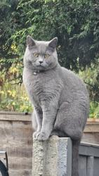 Lost Male Cat last seen Vicarage Road , West Midlands, England B68 8HU