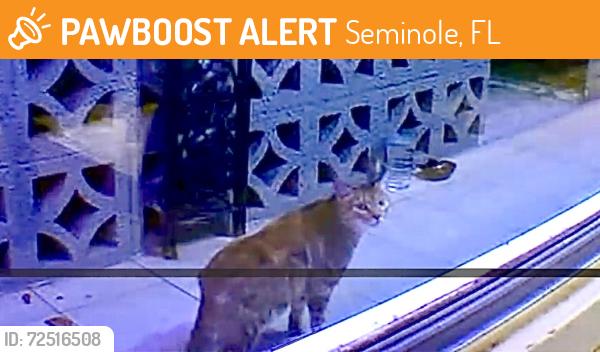Found/Stray Unknown Cat last seen 60th Terrace , Seminole, FL 33772
