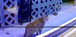 Found/Stray Unknown Cat last seen 60th Terrace , Seminole, FL 33772