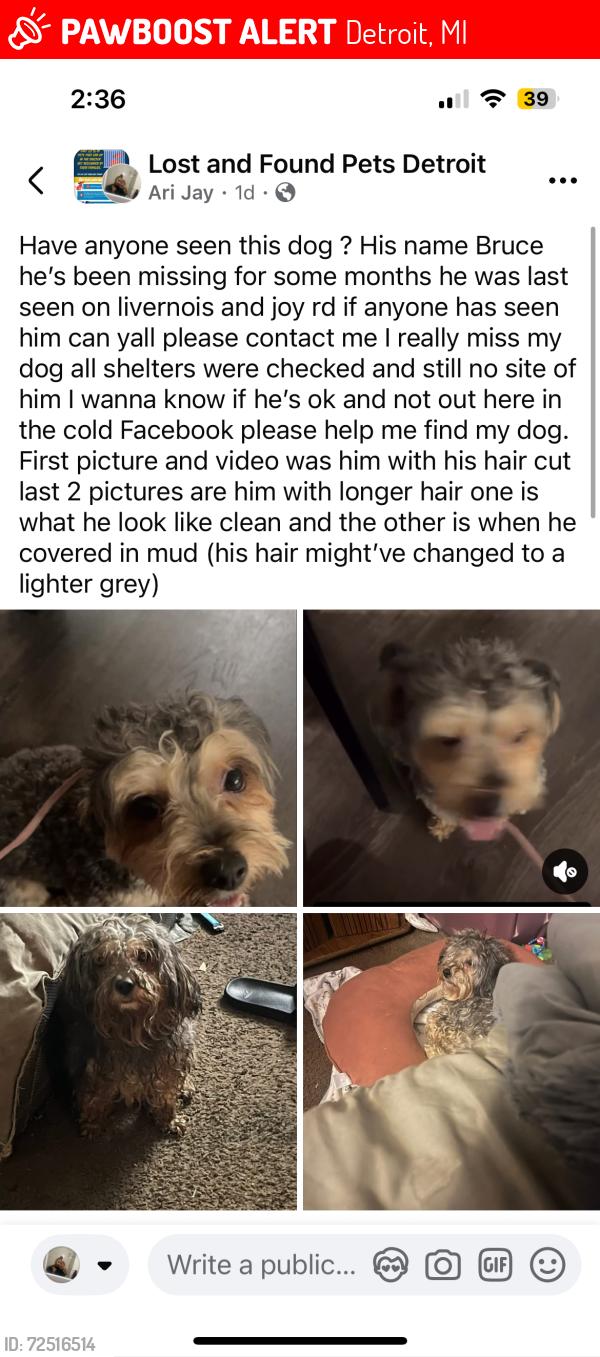 Lost Male Dog last seen There a store at the end of colfax and joy rd, Detroit, MI 48204