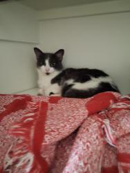Lost Female Cat last seen Cherry canyon ln, Sugarberry Place, TX 77375