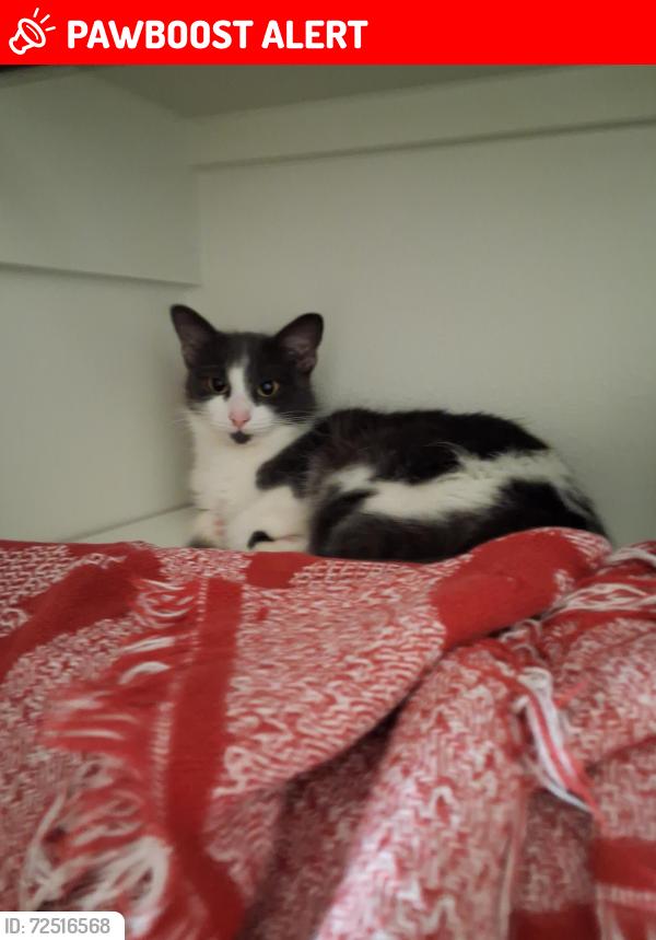 Lost Female Cat last seen Cherry canyon ln, Sugarberry Place, TX 77375