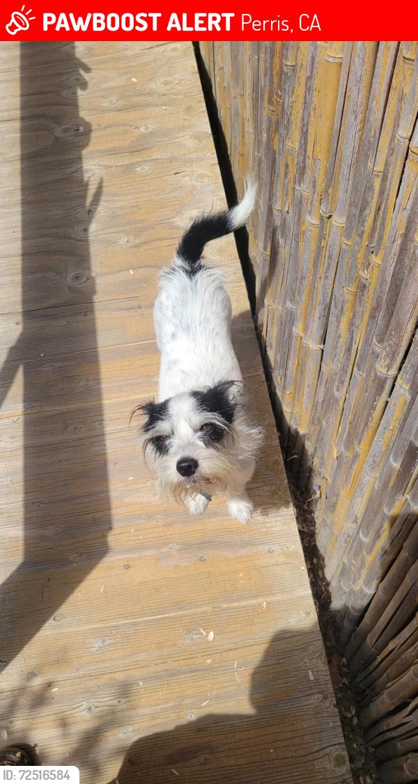Lost Male Dog last seen Palmview Rv Park, Perris, CA 92570