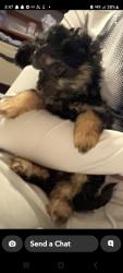 Lost Male Dog last seen Bloor and concord, Toronto, ON M6H 2P4