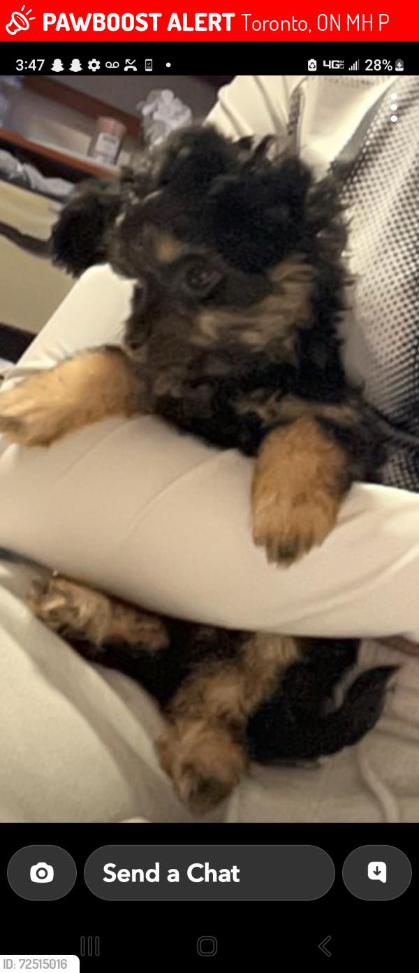 Lost Male Dog last seen Bloor and concord, Toronto, ON M6H 2P4