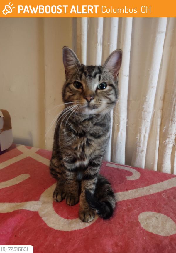 Found/Stray Female Cat last seen Claradren ave, Columbus, OH 43204