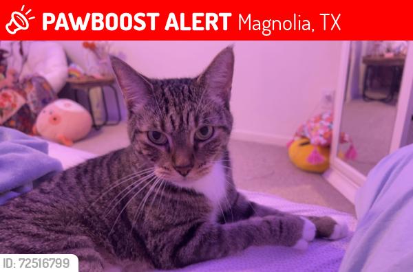 Lost Male Cat last seen S gas station , Magnolia, TX 77355