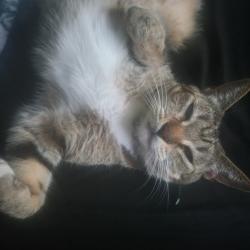 Lost Female Cat last seen Francis and campus, Ontario, CA 91761