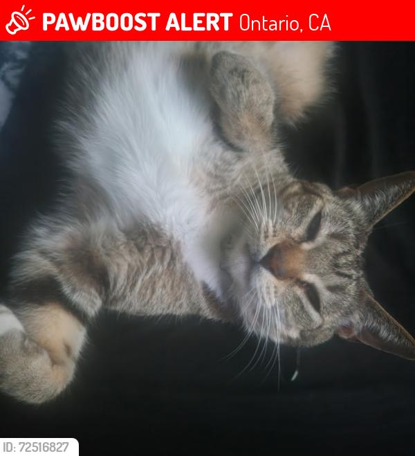 Lost Female Cat last seen Francis and campus, Ontario, CA 91761