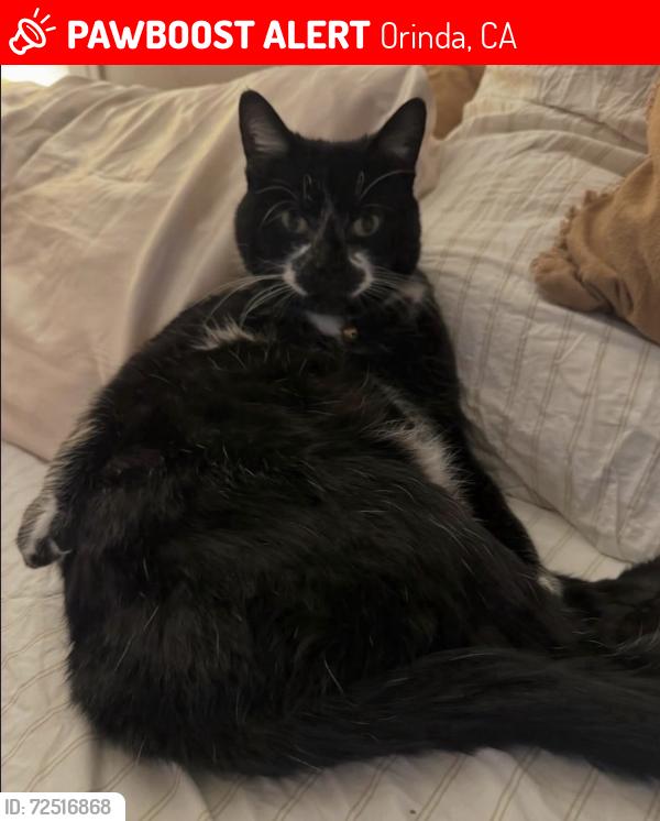 Lost Male Cat last seen Daisy lane Orinda, Orinda, CA 94563