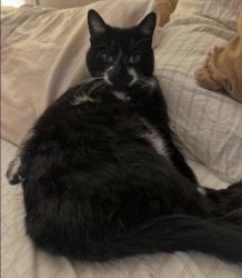 Lost Male Cat last seen Daisy lane Orinda, Orinda, CA 94563