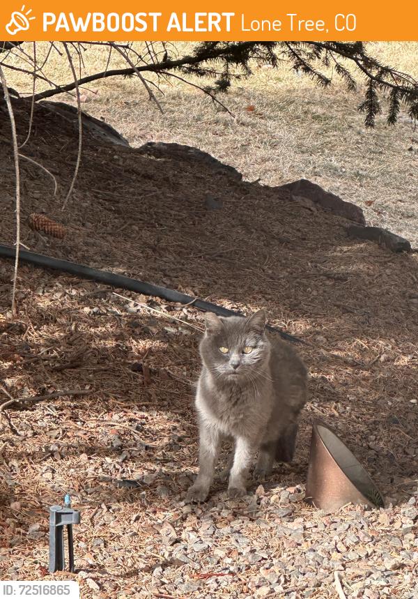 Found/Stray Unknown Cat last seen S. Hidden hill lane/e. Hidden hill lane , Lone Tree, CO 80124