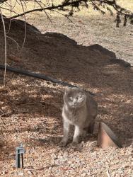 Found/Stray Unknown Cat last seen S. Hidden hill lane/e. Hidden hill lane , Lone Tree, CO 80124