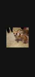 Lost Male Dog last seen Norman St and north main., Akron, OH 44310