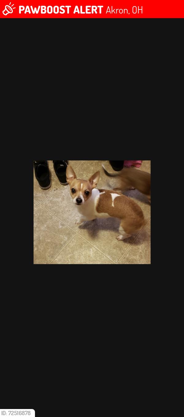 Lost Male Dog last seen Norman St and north main., Akron, OH 44310