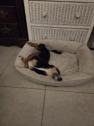 Lost Female Dog last seen BELMONT  &  BRIDGEPORT , Port St. Lucie, FL 34953