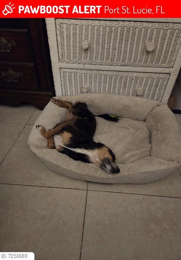 Lost Female Dog last seen BELMONT  &  BRIDGEPORT , Port St. Lucie, FL 34953