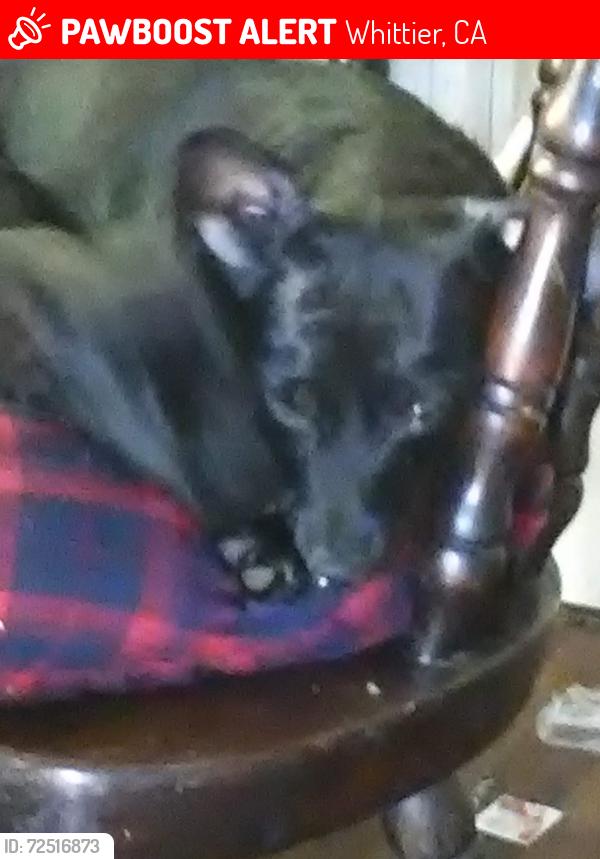 Lost Female Dog last seen Whittier blvd, Whittier, CA 90606