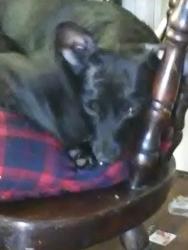 Lost Female Dog last seen Whittier blvd, Whittier, CA 90606