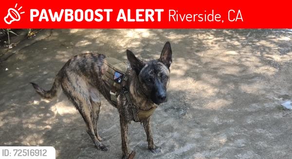 Lost Male Dog last seen Highgrove trailer park, Riverside, CA 92507