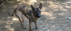 Lost Male Dog last seen Highgrove trailer park, Riverside, CA 92507