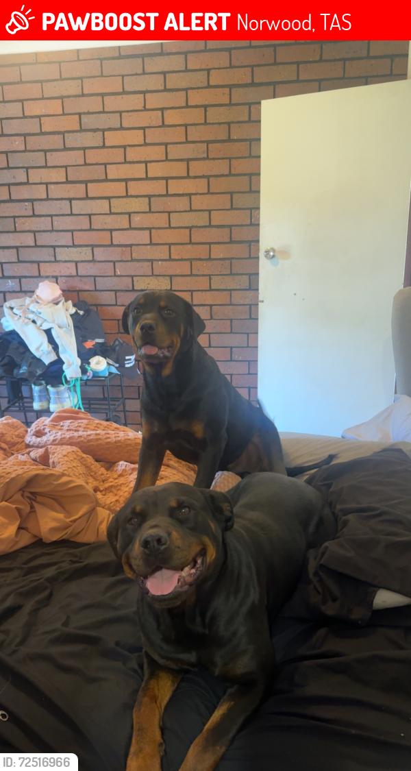 Lost Female Dog last seen Near quarantine road , Norwood, TAS 7250