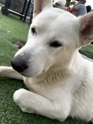 Lost Male Dog last seen Near S 30th St San Diego, CA  92113 United States, San Diego, CA 92113