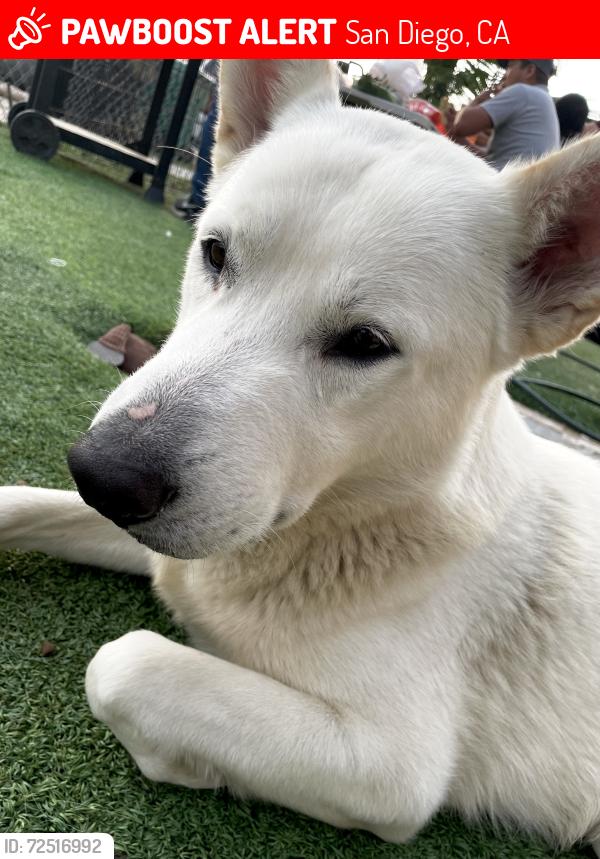 Lost Male Dog last seen Near S 30th St San Diego, CA  92113 United States, San Diego, CA 92113