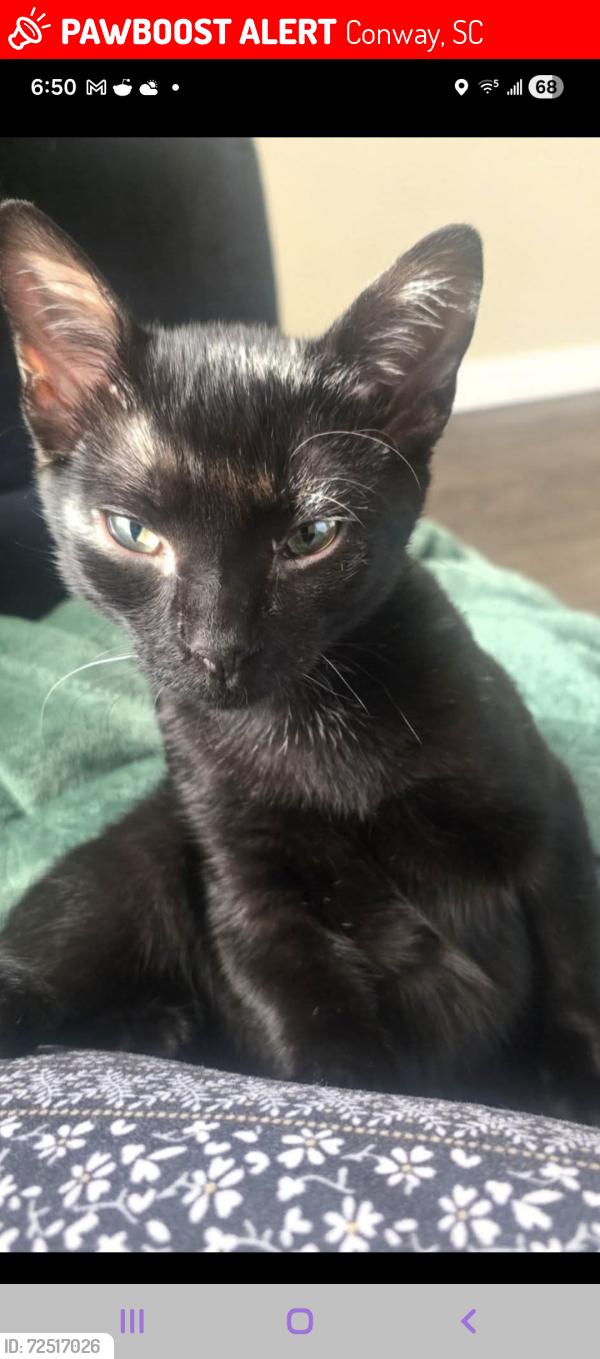 Lost Male Cat last seen Walden Preserve Hwy 90 Conway, Conway, SC 29528