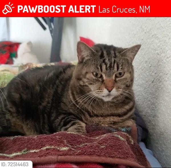 Lost Female Cat last seen Turrentine Dr., IHOP, Plaza Suites, Las Cruces, NM 88005