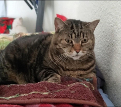 Lost Female Cat last seen Turrentine Dr., IHOP, Plaza Suites, Las Cruces, NM 88005