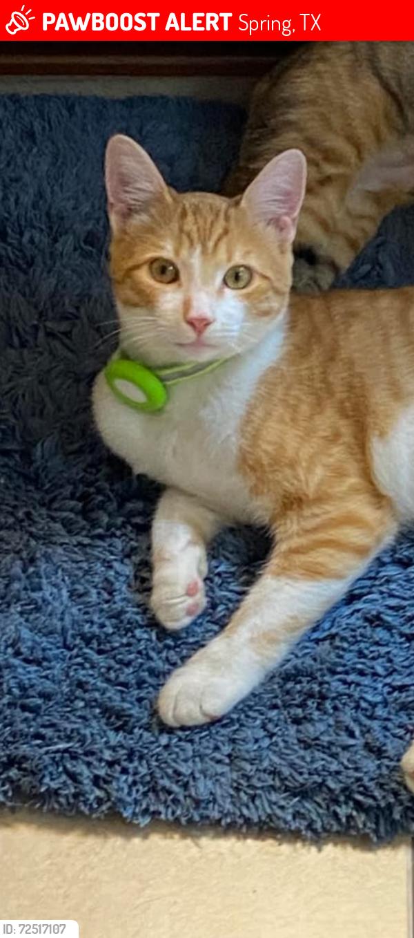 Lost Male Cat last seen Northcrest, Spring, TX 77389