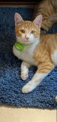 Lost Male Cat last seen Northcrest, Spring, TX 77389