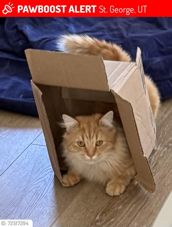 Lost Male Cat last seen The vue apmts, St. George, UT 84790