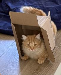 Lost Male Cat last seen The vue apmts, St. George, UT 84790