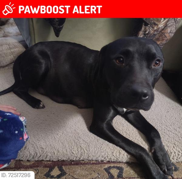 Lost Female Dog last seen Wilson rd and Warlicks Church Rd, Connelly Springs, NC 28612