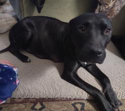 Lost Female Dog last seen Wilson rd and Warlicks Church Rd, Connelly Springs, NC 28612