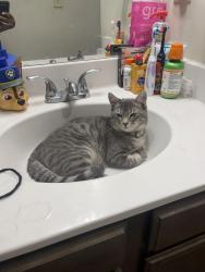 Lost Female Cat last seen Train tracks, Chattanooga, TN 37421