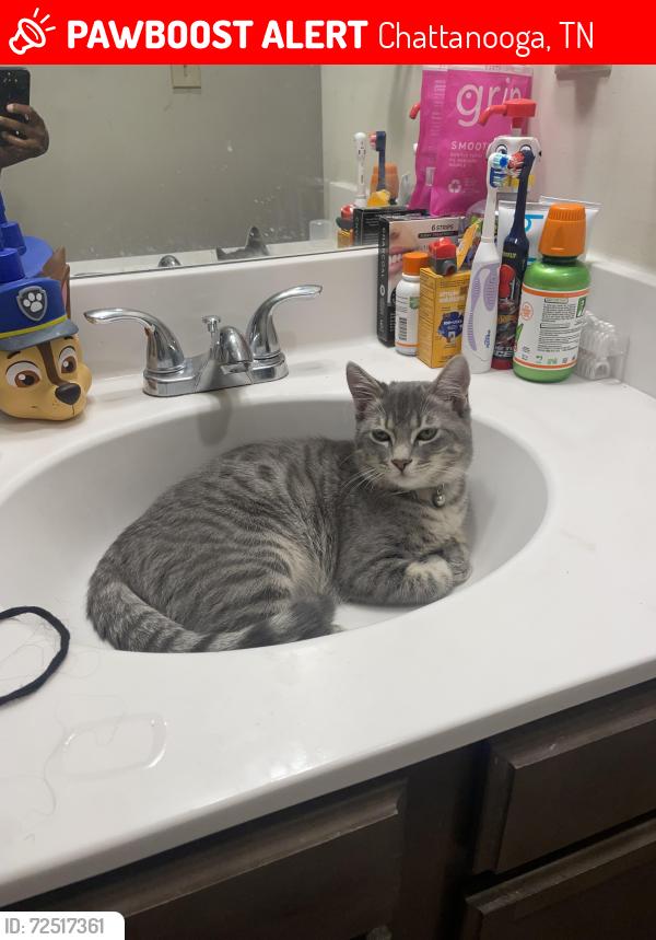 Lost Female Cat last seen Train tracks, Chattanooga, TN 37421