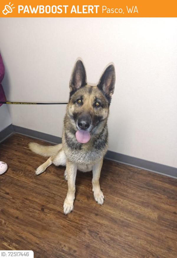 Found/Stray Female Dog last seen Argent and rd 100, Pasco, WA 99301