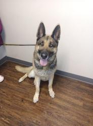 Found/Stray Female Dog last seen Argent and rd 100, Pasco, WA 99301