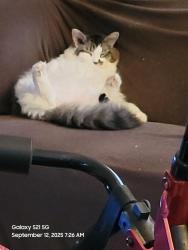 Lost Male Cat last seen Bonnoitt and Debbie Lane, Moncks Corner, SC 29461