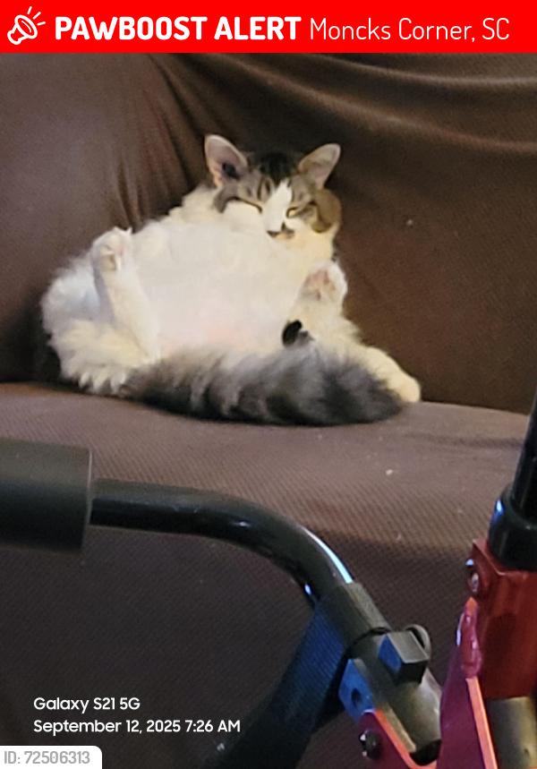 Lost Male Cat last seen Bonnoitt and Debbie Lane, Moncks Corner, SC 29461