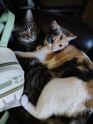 Lost Female Cat last seen Sheridan ridge s , Overland Park, KS 66212